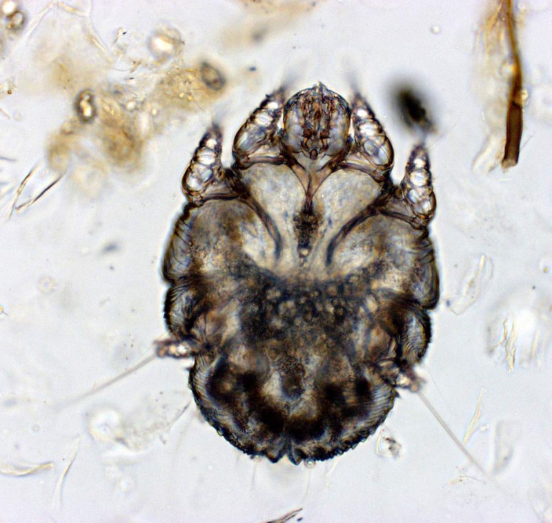 Черноногий клещ