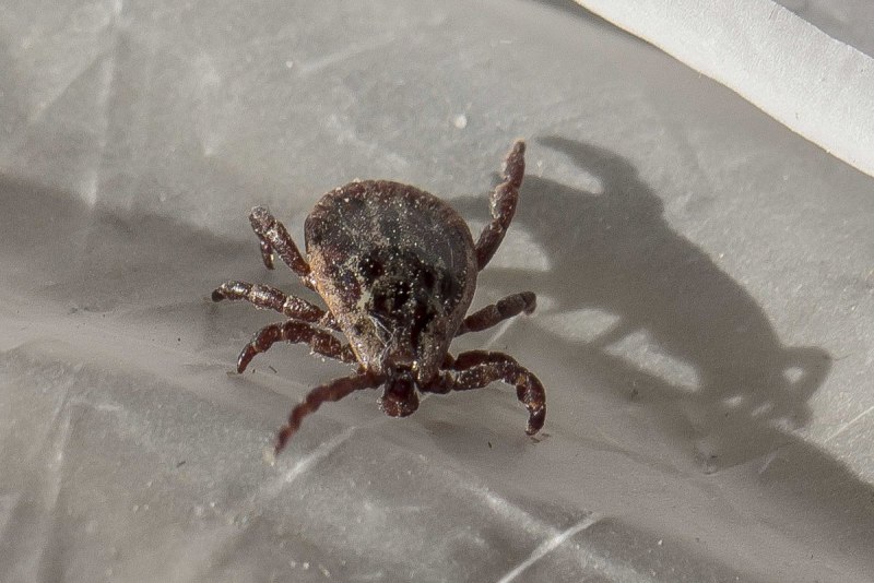 Клещ Лесной Энцефалитный