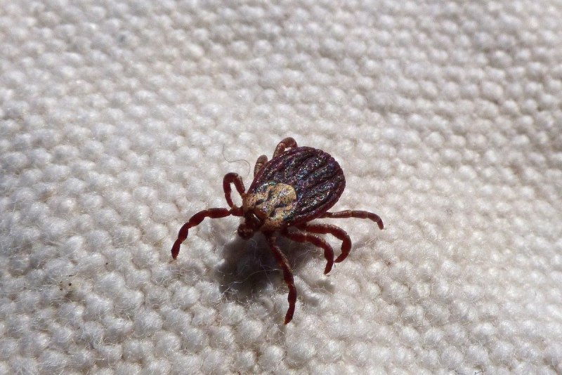 Коричневый клещ