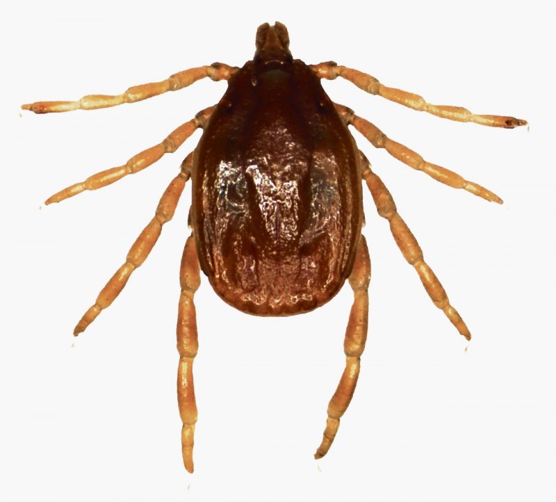 Энцефалитный иксодовый клещ