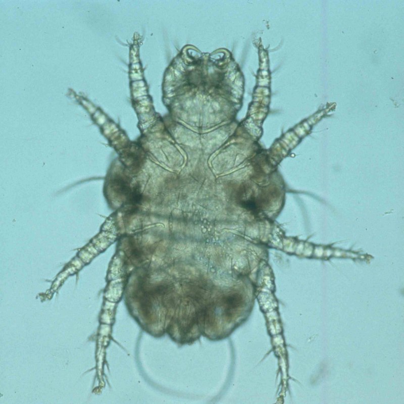 Клещ панцирник