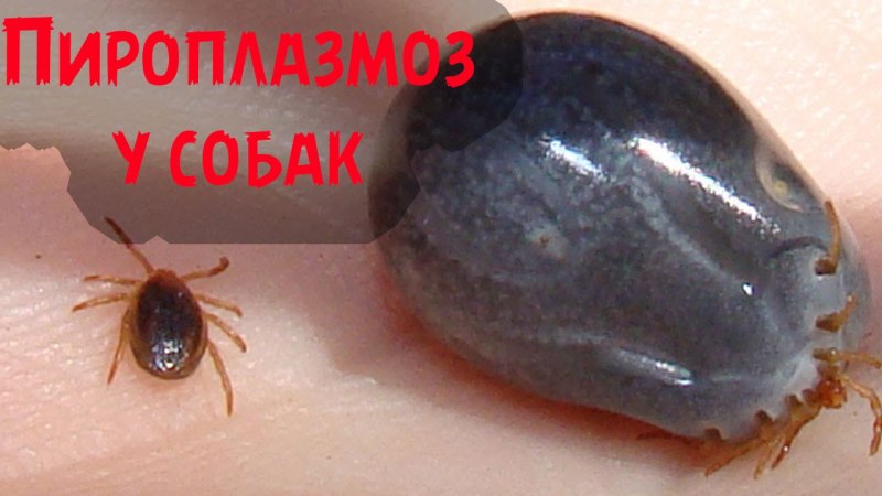 Постельный клоп и чесоточный клещ