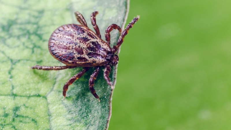 Собачий клещ Дермацентор