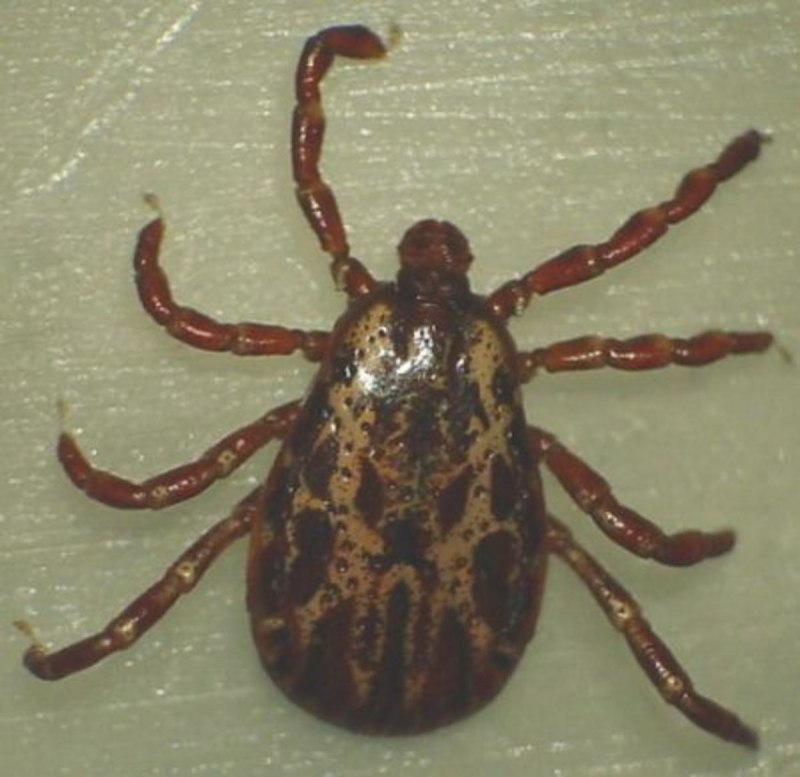 Dermacentor marginatus самка