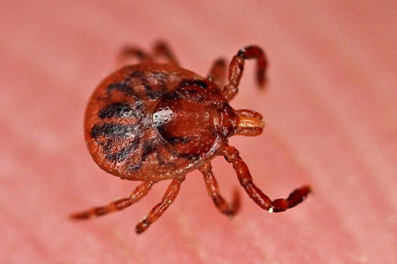 Клещ Энцефалитный присосался