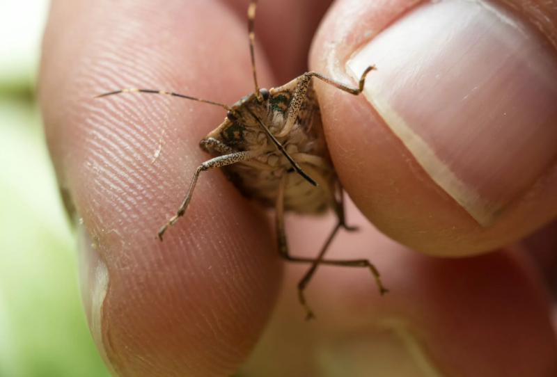 Укус клеща болезнь Лайма
