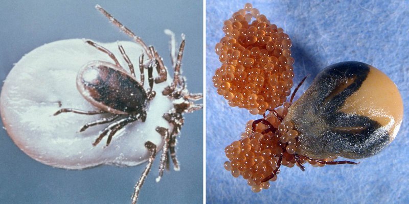 Иксодовые клещи пятнистый