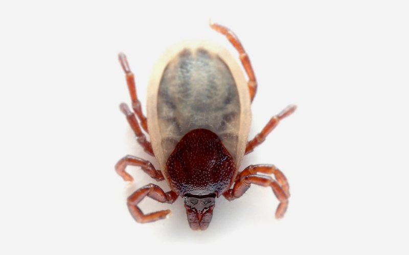 Чесоточный зудень (Sarcoptes scabiei)