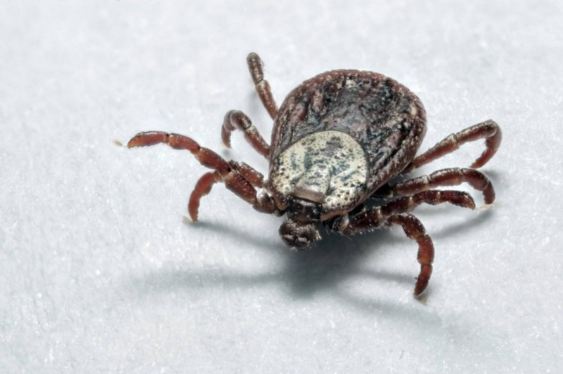 Чесоточный клещ под микроскопом