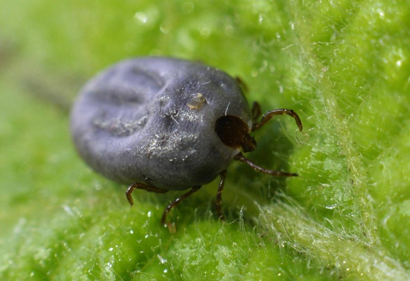 Пироплазмоз КРС переносчики