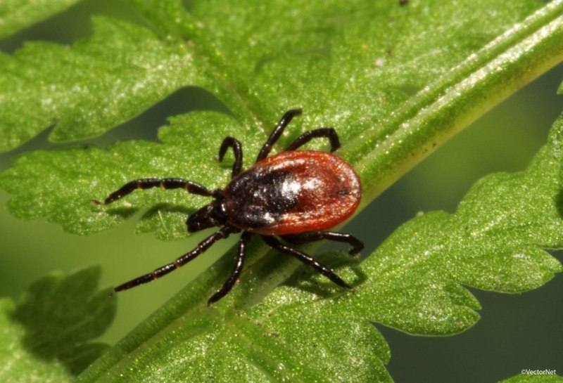 Ixodes persulcatus