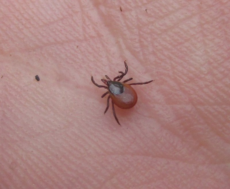 Иксодовый Таежный клещ