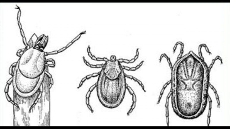 Иксодовые клещи пироплазмоз