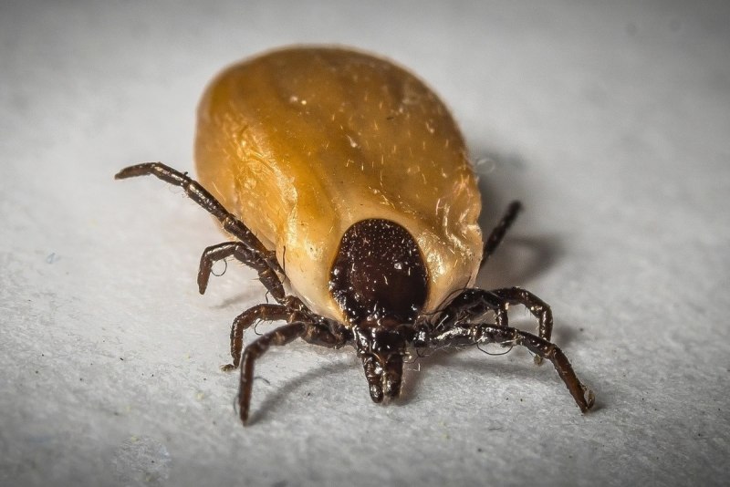 Иксодовые клещи черные