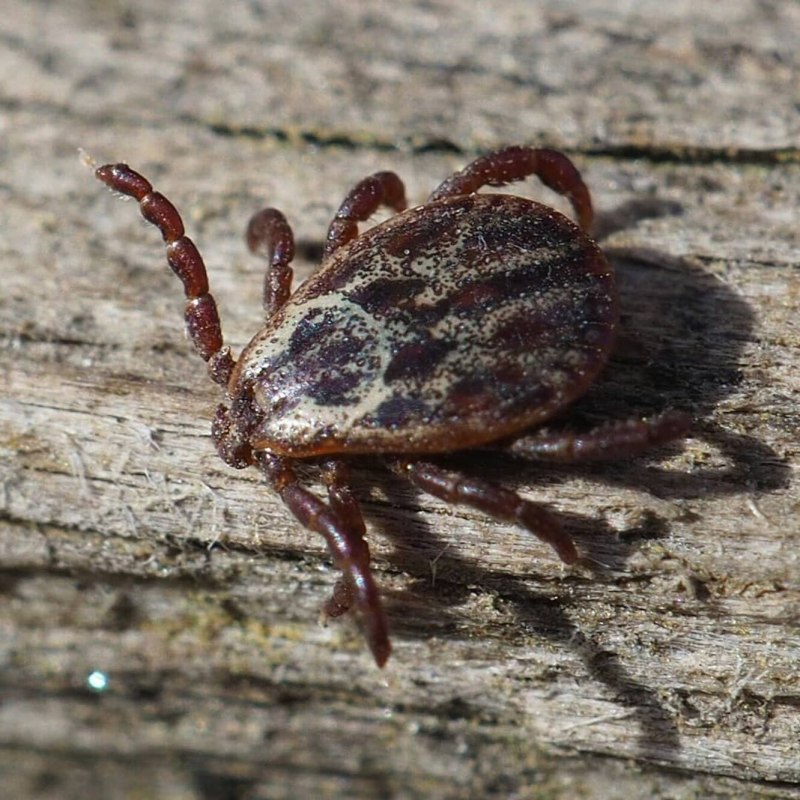 Клещ под микроскопом Энцефалитный