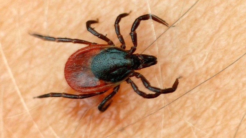 Клещ обыкновенный Лесной