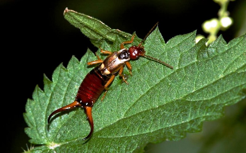 Отряд диплуры