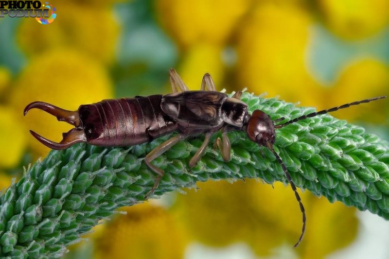 Уховертка Огородная