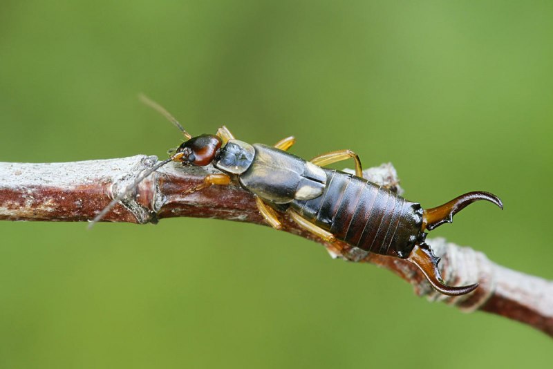 Жук уховёртка двухвостка