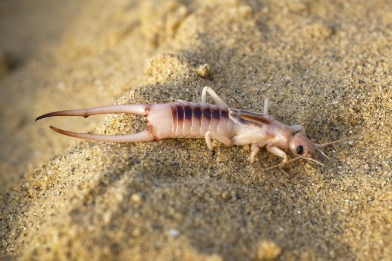 Жук уховёртка двухвостка