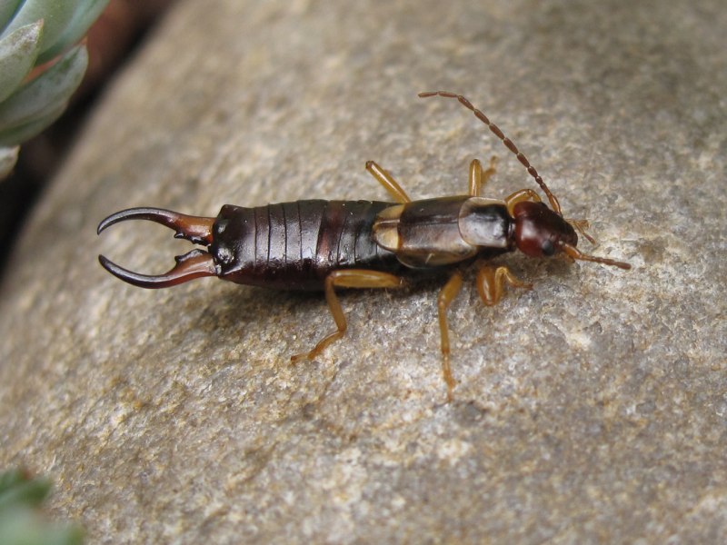 Campodea staphilinus