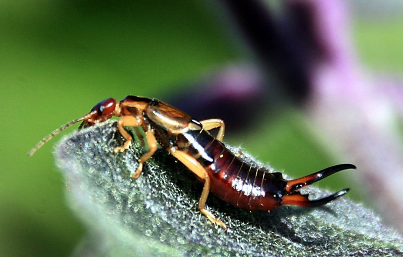 Жук двухвостка