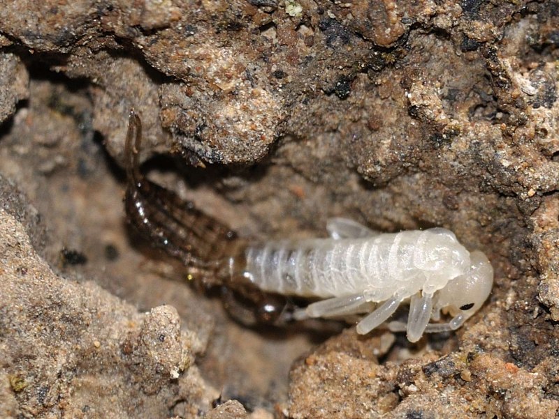 Уховертка белая