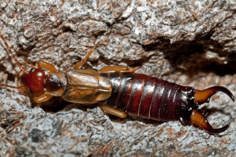 Уховёртка обыкновенная Крылья