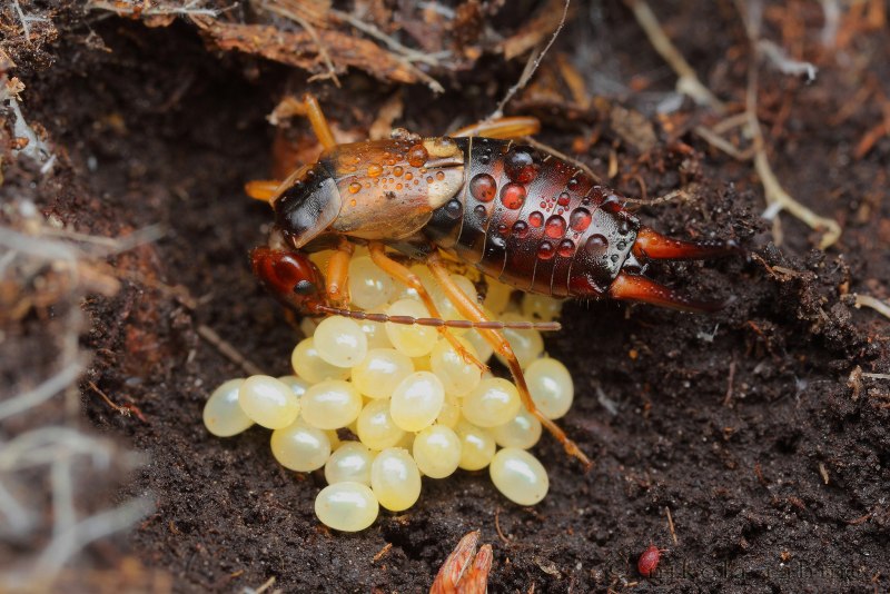 Двухвостка медведка