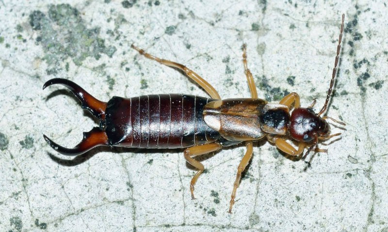 Уховертки Forficulidae,