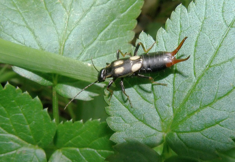 Уховертка обыкновенная двухвостка