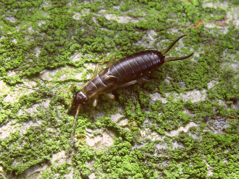 Уховертка Прибрежная