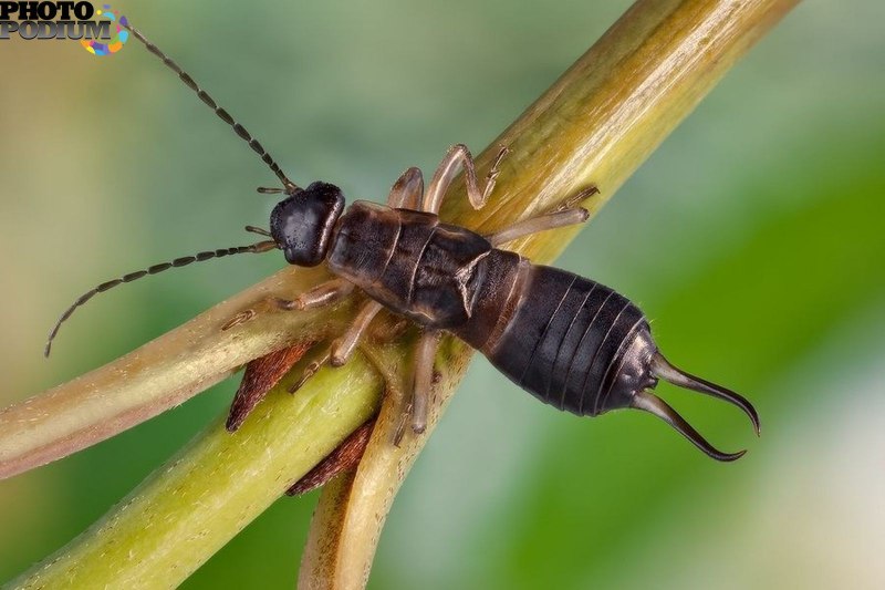 Мокрица двухвостка