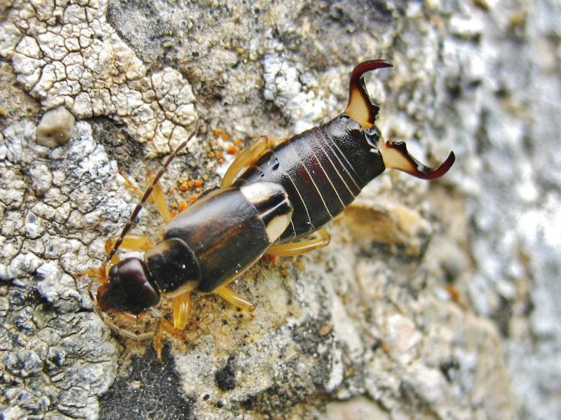 Уховертка Прибрежная