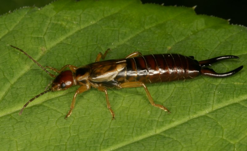Уховертка обыкновенная личинка