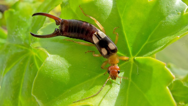 Жук двухвостка