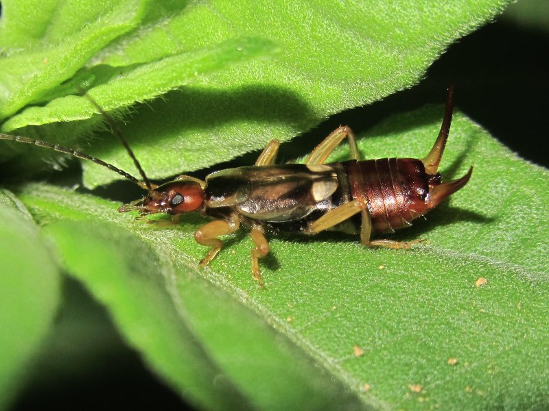 Жук уховёртка двухвостка