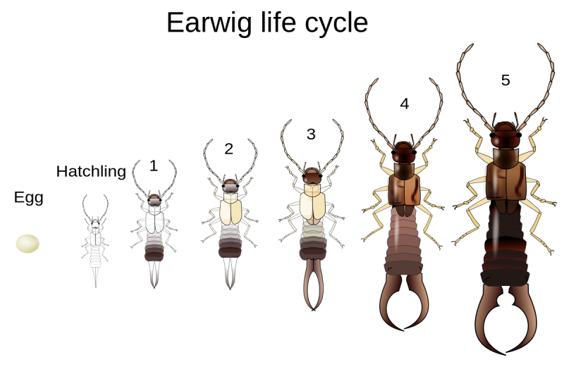 Уховертка летает