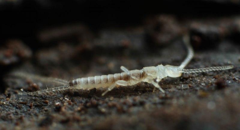 Рогохвост большой Urocerus Gigas