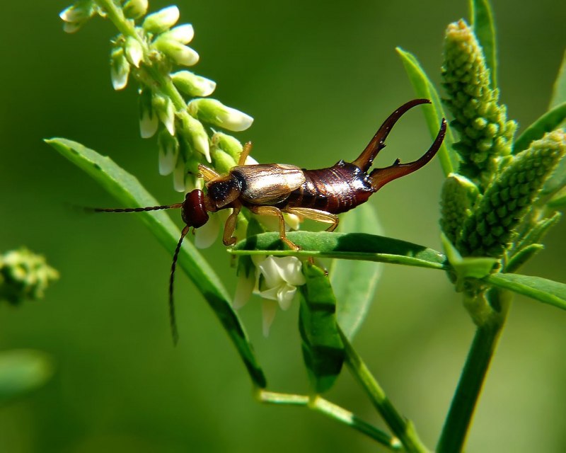 Цикл развития уховерток