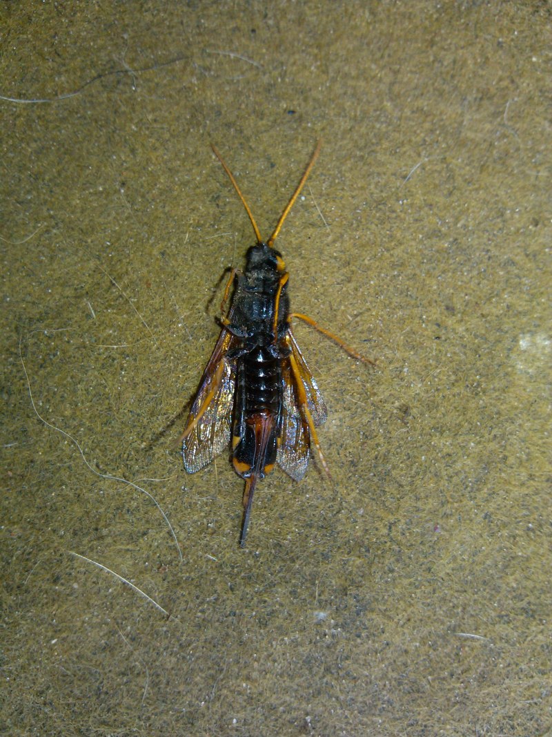 Сороконожка уховертка