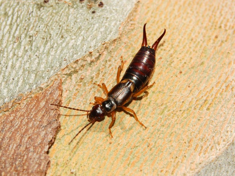 Уховертка Огородная