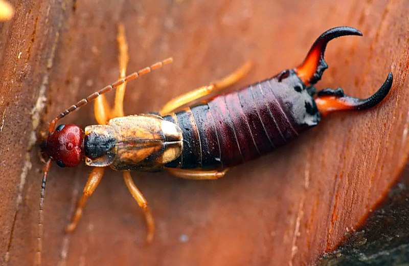 Двухвостка уховертка