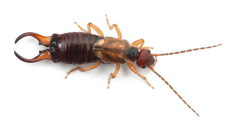 Жук уховёртка двухвостка