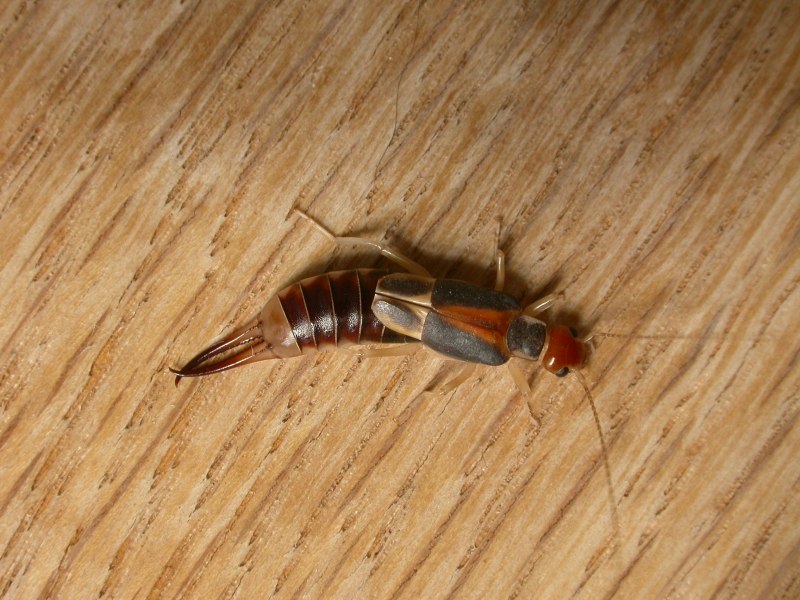 Уховертка самка