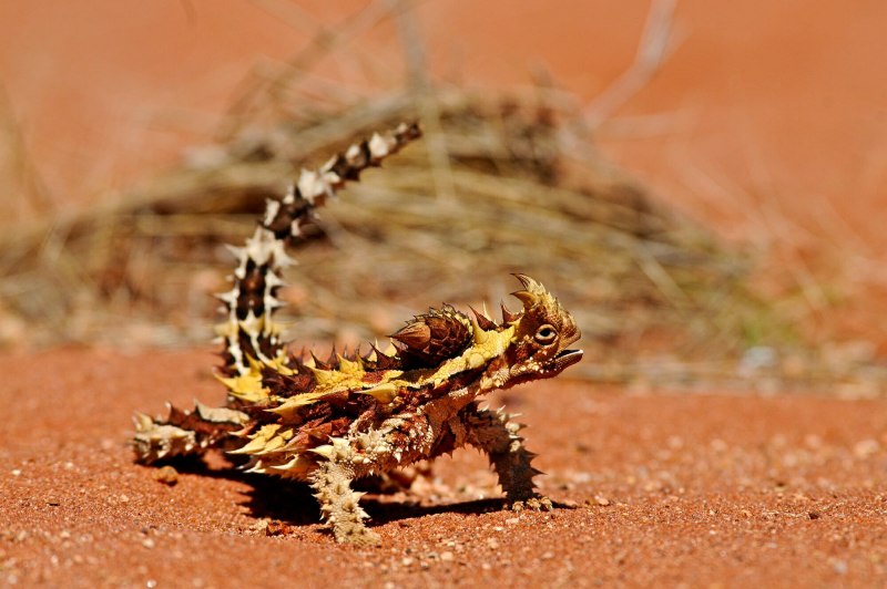 Австралийский Молох