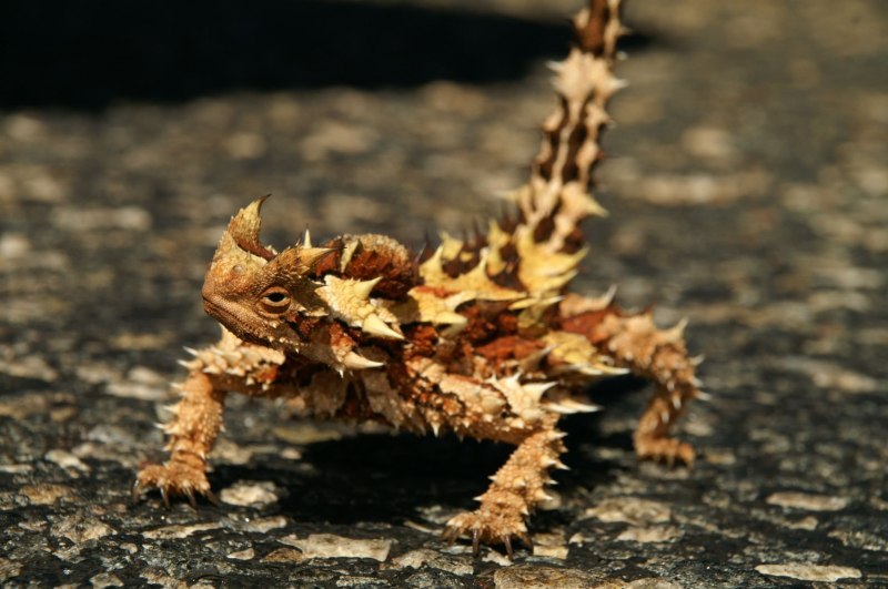 Молох хорридус