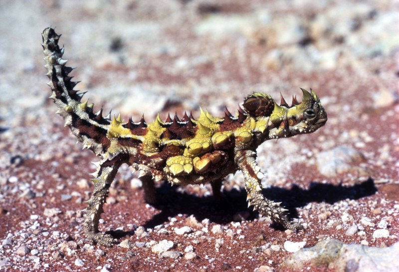 Молох эндемик