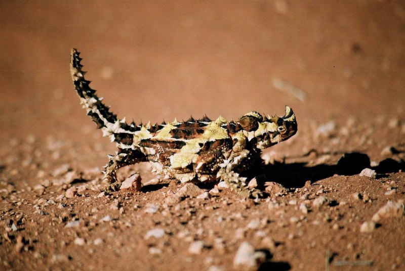 Ящерицы Австралии Молох