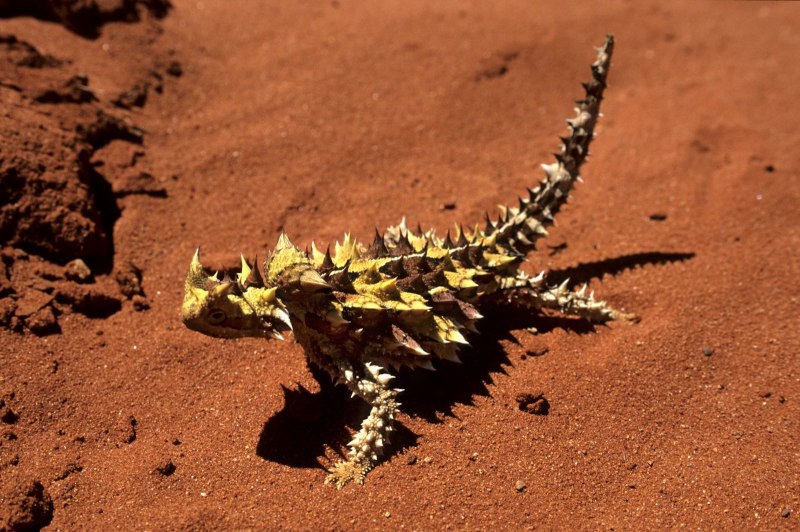 Ящерицы Австралии Молох